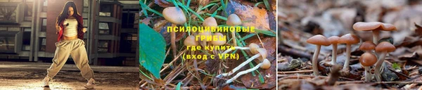 каннабис Аркадак